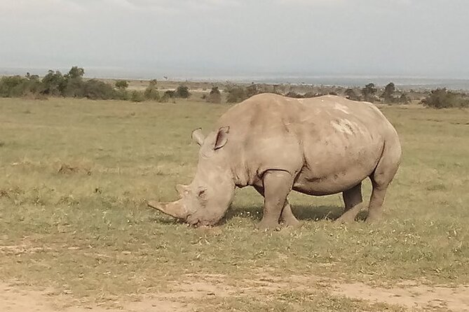 1 Day Safari to Olpajeta Conservancy