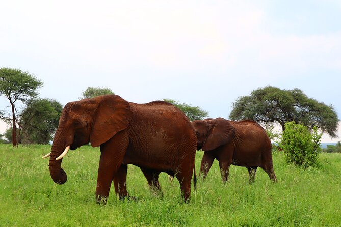 1 Day Tarangire National Park - Good To Know