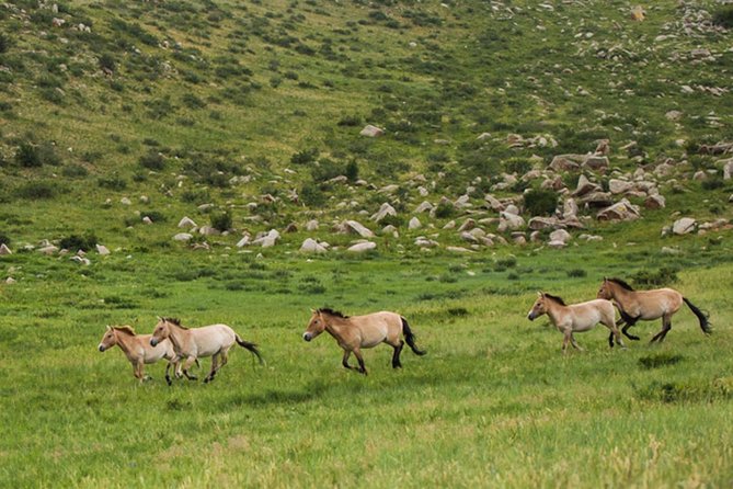 1 Day Tour: Khustai National Park: Przewalskis Wild Horses - Good To Know