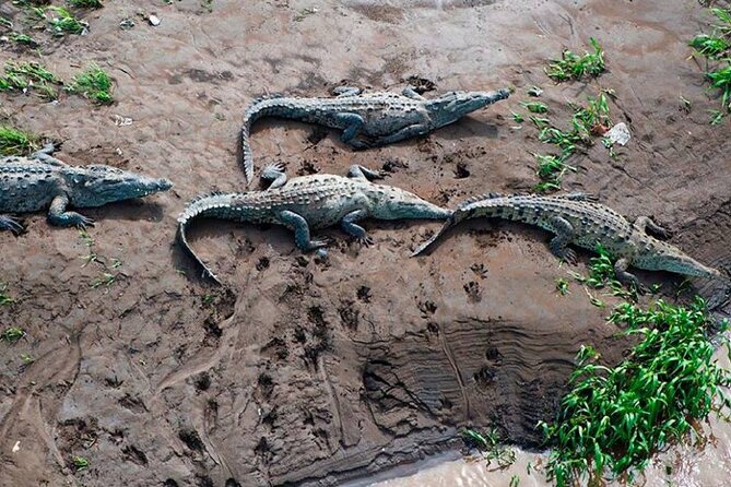 1 Hour 45 Minutes Crocodile Adventure Tour in Tarcoles River - Good To Know