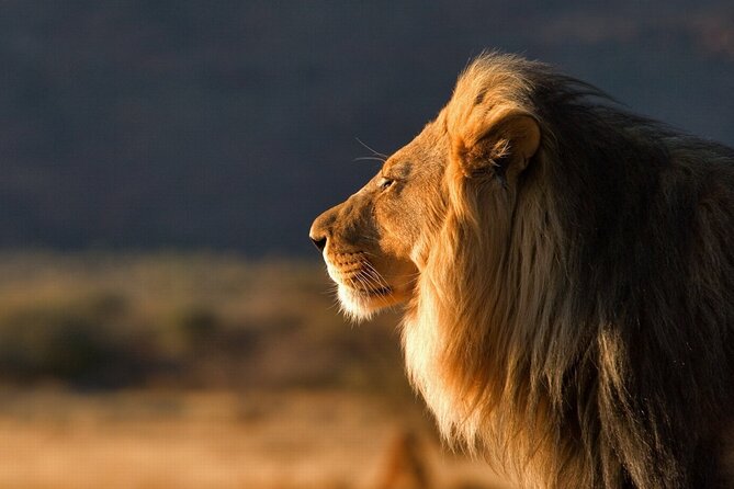 10-DAY Southern Tanzania Safari Circuit With Accommodation - Good To Know