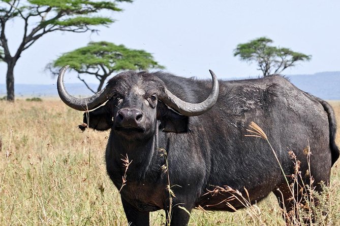 11 Days / 10 Night Private Group Safari - Good To Know