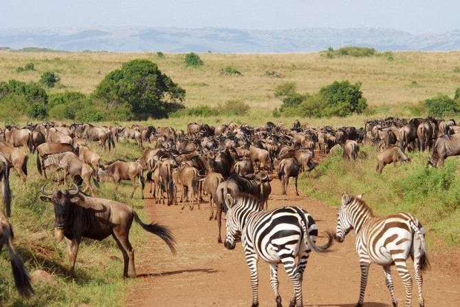 11 Days Kenya Photographic Safari - Good To Know