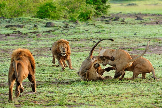 12-Day Private Tanzania Safari - Good To Know