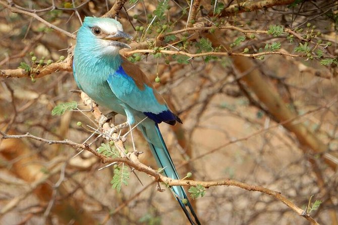 12 Days :Birding Tours in Senegal - Good To Know