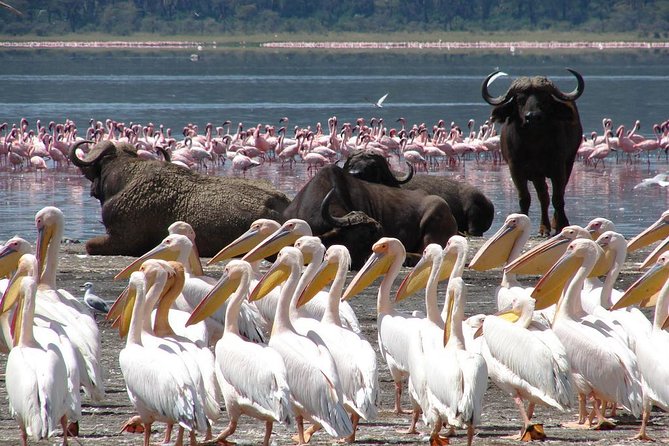 12-Days Mount Kenya Hike ,Lake Nakuru & Masai Mara Safari