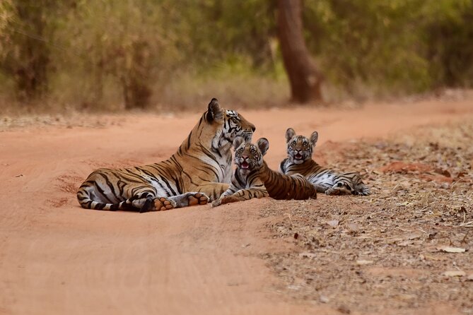 12 Days Private Wildlife Tours in India - Good To Know
