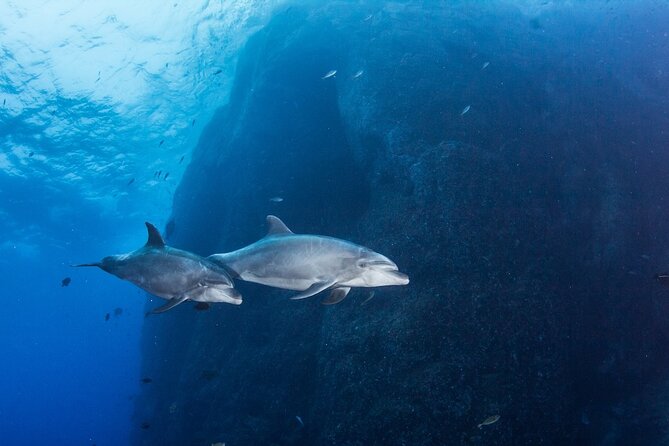 15 Minutes Guided Swimming With Dolphins Sharm - Good To Know