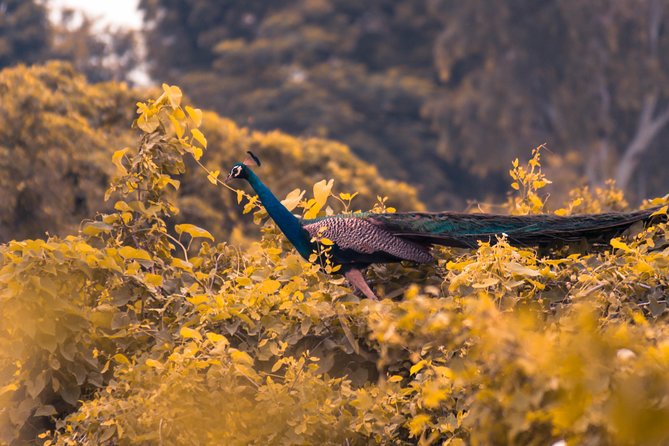 02 Days Agra & Bharatpur Birding Tour From Delhi - Tour Details