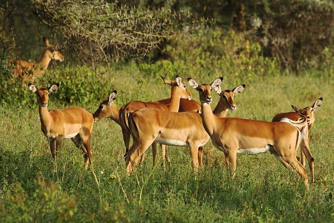 03 Days Lake Naivasha and Lake Nakuru National Park Standard