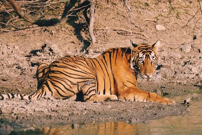 08 Days Golden Triangle Tour With Ranthambore and Jhalana Safari - Tour Itinerary Overview