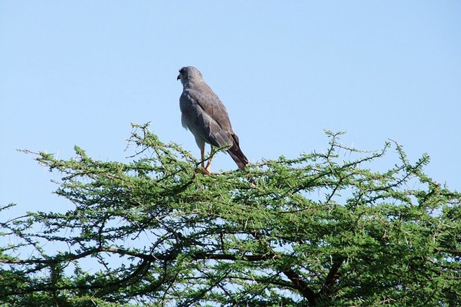 1.5 Days Shimba Hills From Diani Beach. - Meals and Pickup Information