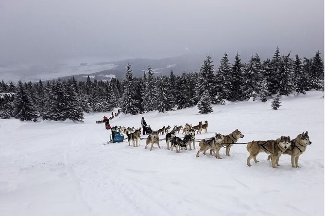 1.5-Hour Private Dog Sledding Tour in Harghita County