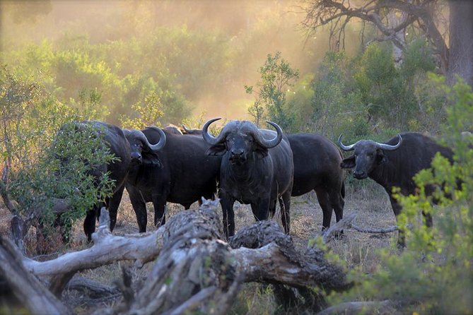 1-Day Aberdare Safari