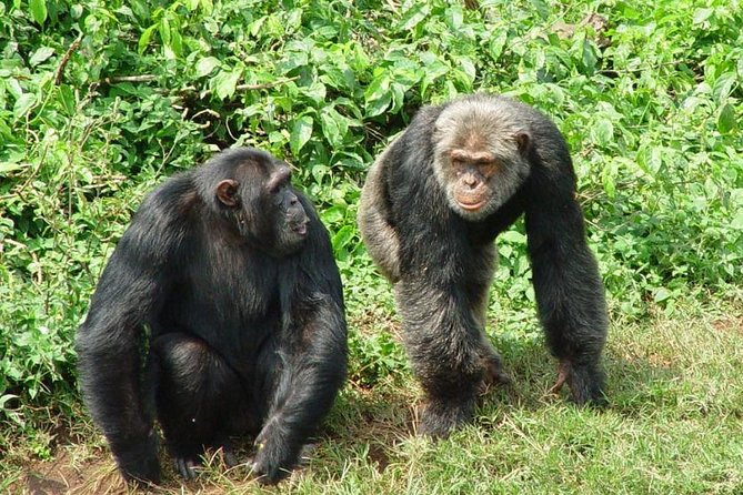 1 Day Chimpanzee Tour of Ngamba Island - Logistics and Requirements