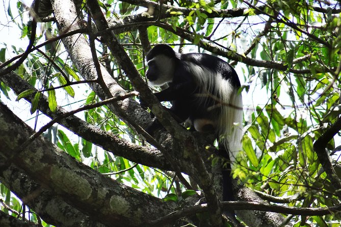 1 Day Chimpanzee Tracking in Budongo Forest and Kaniyo Pabidi - Activity Overview