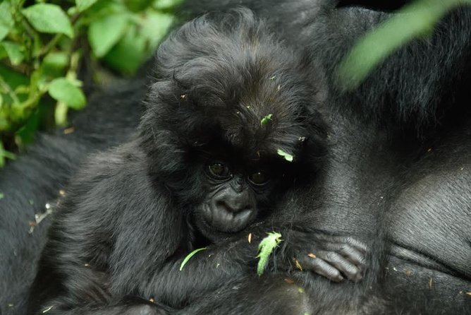 1 Day Gorilla Trekking
