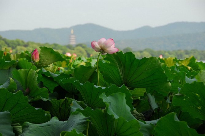 1 Day Hangzhou Private Tour - Tour Highlights