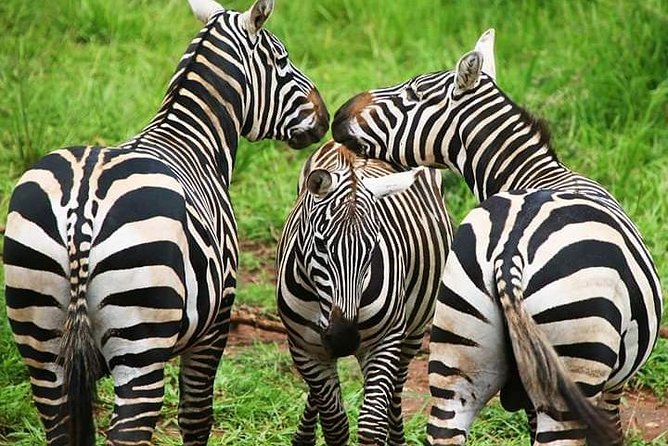 1 Day Lake Mburo National Park - Itinerary for the Day Trip