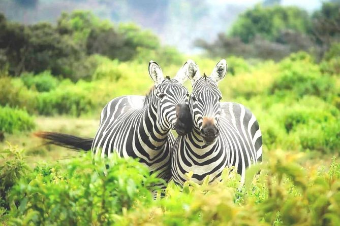 1 Day Lake Mburo Nature Safari Holiday Tour - Included Activities