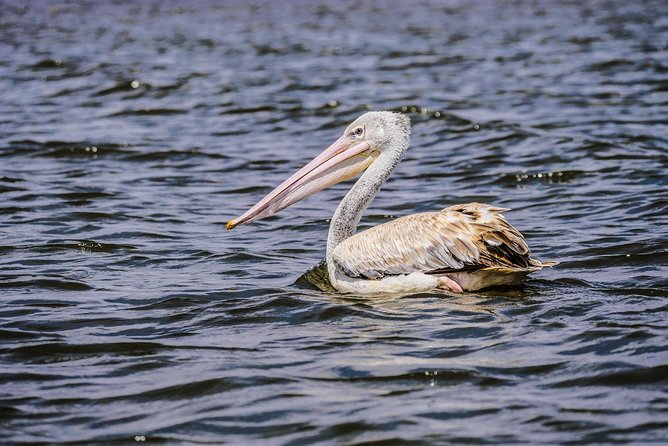 1 Day Lake Naivasha & Hells Gate National Park Tour - Meeting Point Details