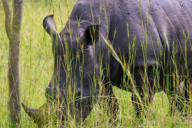 1 Day Rhino Tracking in Uganda (Ziwa Rhino Sanctuary - Itinerary for the Day
