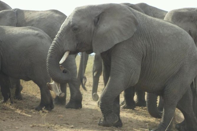 1 Day Tarangire National Park Day Tours - Inclusions
