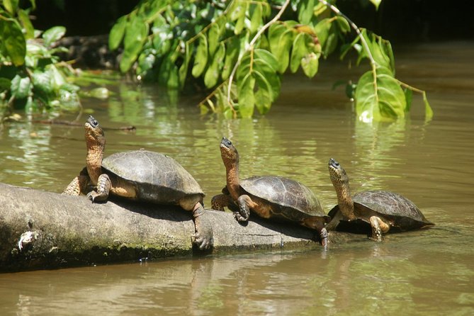 1 Night in Tortuguero + Tour to the Tortuguero National Park - Overview of Tortuguero