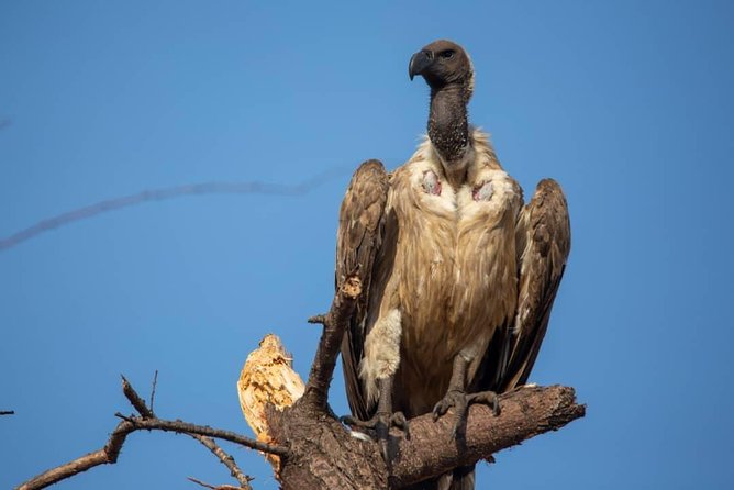10-Day Northern Tanzania Wildlife Experience - Itinerary Highlights