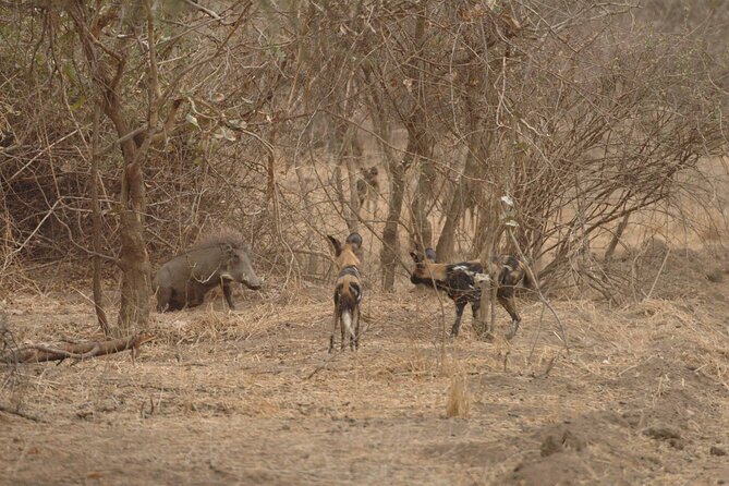 10-DAY Southern Tanzania Safari Circuit With Accommodation - Accommodation Details and Amenities