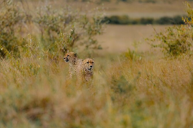 10 Days 9 Nights Kenya Bush & Beach Private Safari