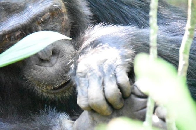 10 Days Classic Uganda Safari - Wildlife Encounters