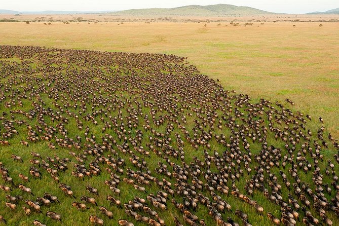 10 Days Wildebeest Migration Safari Package 2021