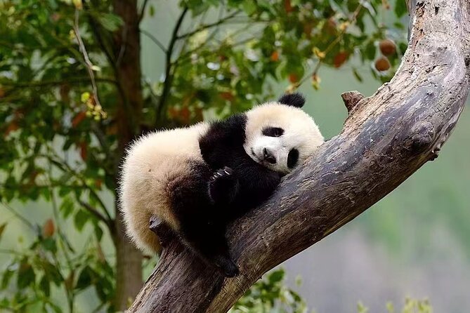 11-Day Private Tour From Sichuan to Zhangjiajie With the Jiuzhaigou & Fenghuang