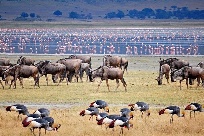 11 Days Classic Kenya-Tanzania Holiday Package - Package Inclusions