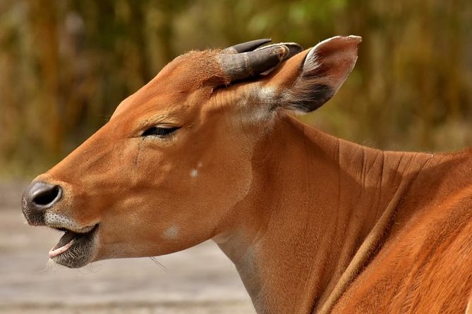 11 Days Classic Luxury Safari Tour Tanzania - Tour Overview