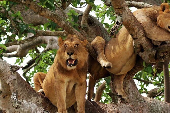 11 Days Classic Wildlife Of Uganda Tour