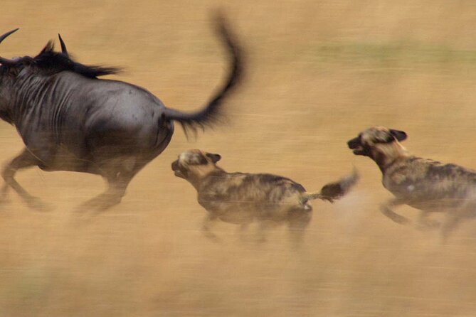 12-Day Private Tanzania Safari - Itinerary Overview