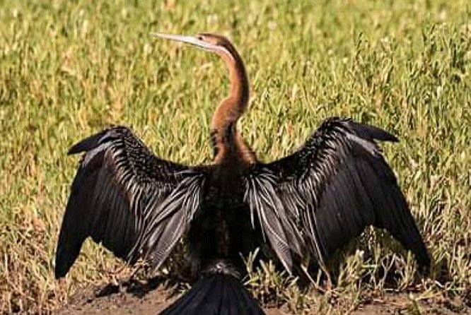 12 Days :Birding Tours in Senegal - Pickup Details