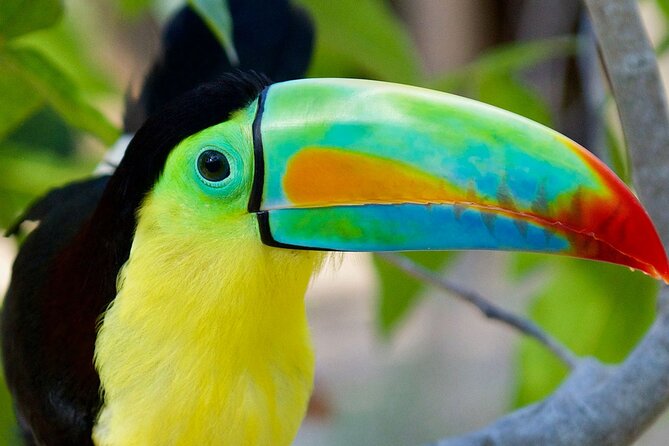 12. Transport for Private AVIARY