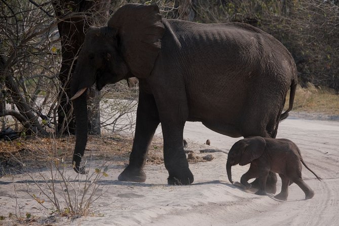 14 Day Elephant Tracking Botswana
