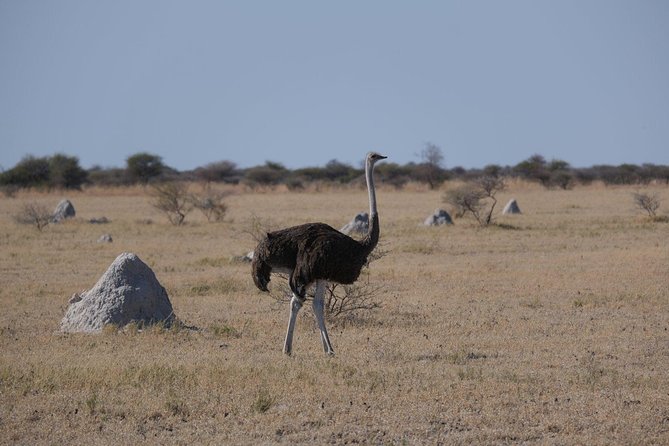 15 Day Mobile Camping Safari Botswana