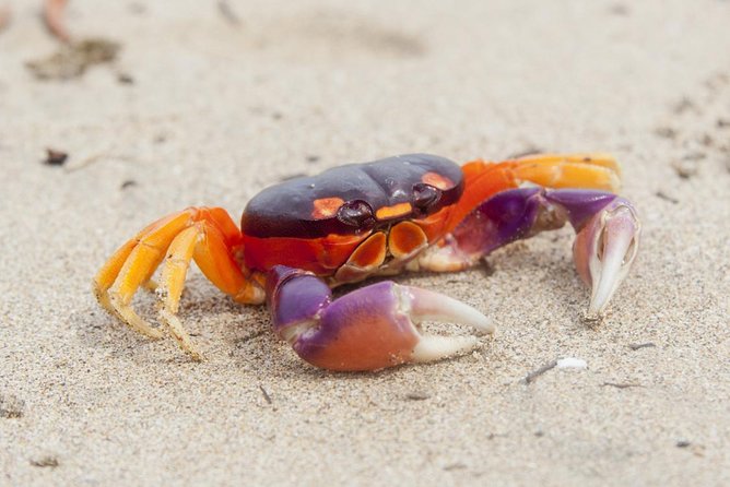 15 Days Beaches and Nature With Tambor From Liberia