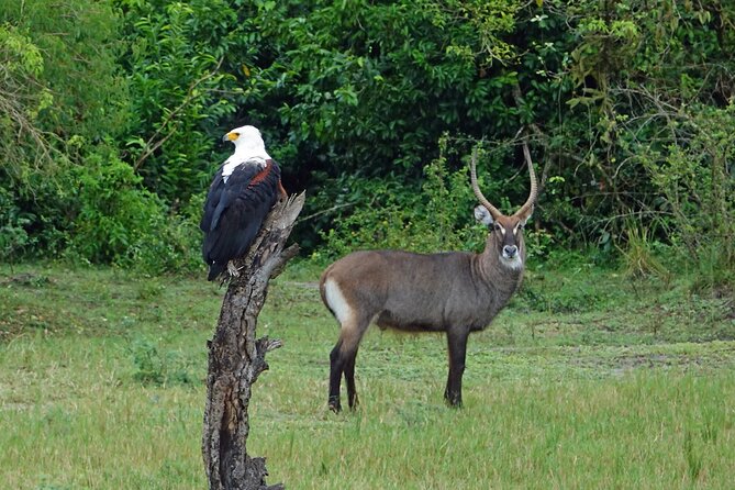 15 Days Primates and Wildlife Safari Private Adventure Tour