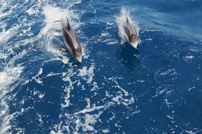 15 Minutes Guided Swimming With Dolphins Sharm - Activity Overview