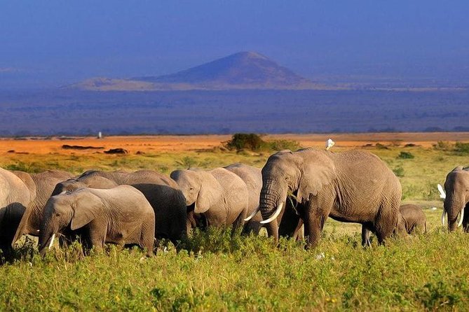 2-Day Amboseli National Park Safari From Nairobi - Itinerary Overview