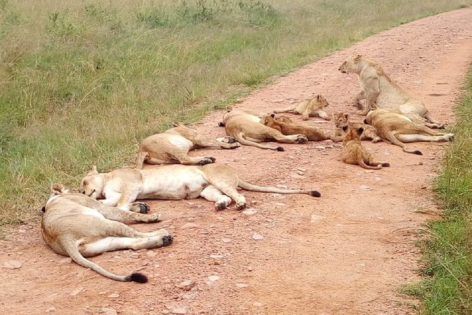 2-Day Private Guided Safari of Lake Nakuru Park From Nairobi - Itinerary Highlights