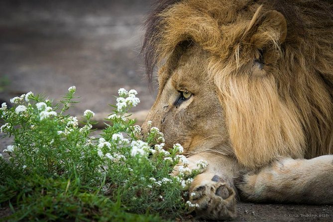 2-Day Safari to Lake Manyara and Crater Ngorongoro From Arusha - Inclusions in the Package