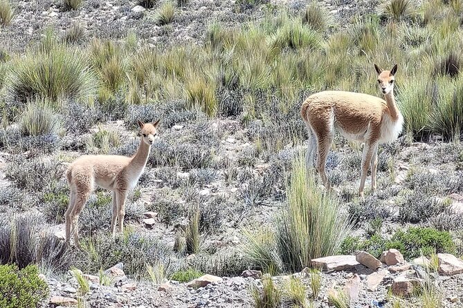 2-Day Tour in Colca Valley