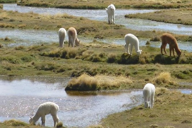 2-day Tour: Puno To Chivay And Canyon Of Colca - Tour Itinerary